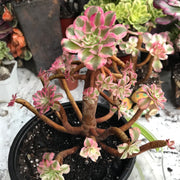 Variegated rare succulent. Aeonium Black Copper Vase cluster. Great deal. New mark down. Photos taken 10-20-23. Rare Aeonium