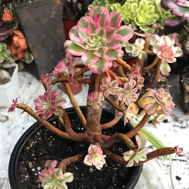 Variegated rare succulent. Aeonium Black Copper Vase cluster. Great deal. New mark down. Photos taken 10-20-23. Rare Aeonium