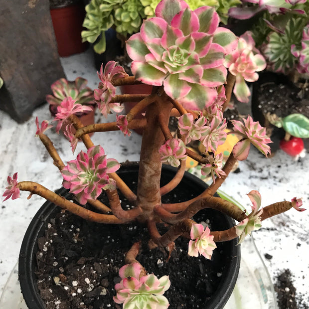 Variegated rare succulent. Aeonium Black Copper Vase cluster. Great deal. New mark down. Photos taken 10-20-23. Rare Aeonium