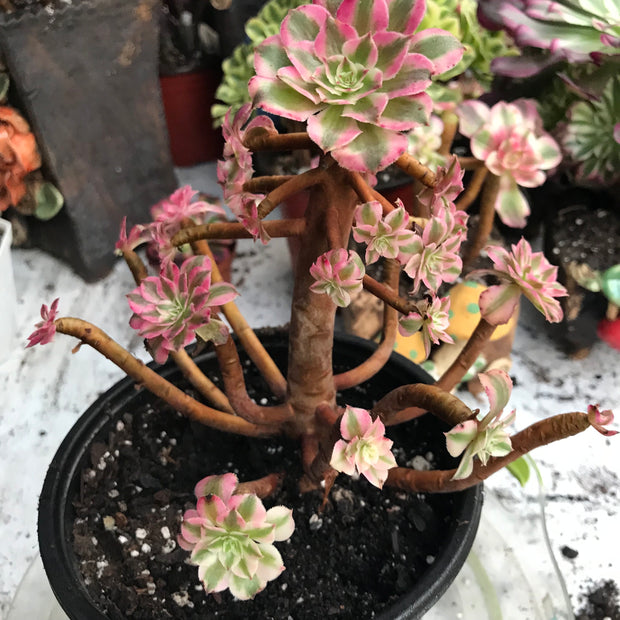 Variegated rare succulent. Aeonium Black Copper Vase cluster. Great deal. New mark down. Photos taken 10-20-23. Rare Aeonium