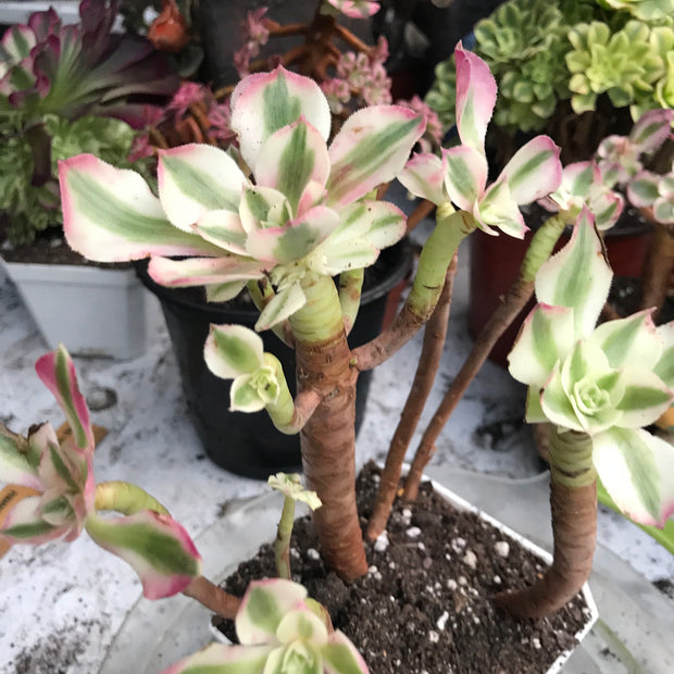 Variegated rare succulent. Aeonium Pink Witch cluster. Great deal. New mark down. Photos taken 10-20-23. Rare Aeonium