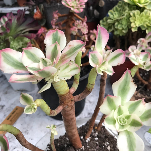 Variegated rare succulent. Aeonium Pink Witch cluster. Great deal. New mark down. Photos taken 10-20-23. Rare Aeonium