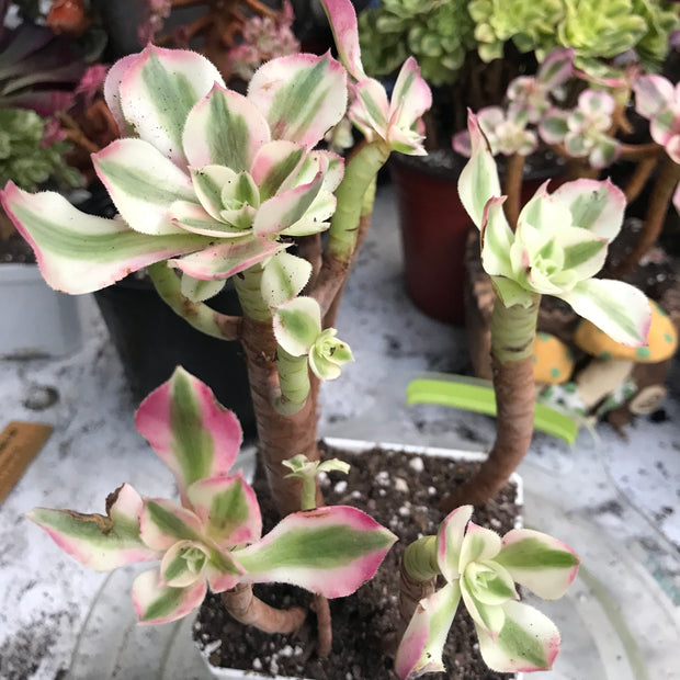 Variegated rare succulent. Aeonium Pink Witch cluster. Great deal. New mark down. Photos taken 10-20-23. Rare Aeonium