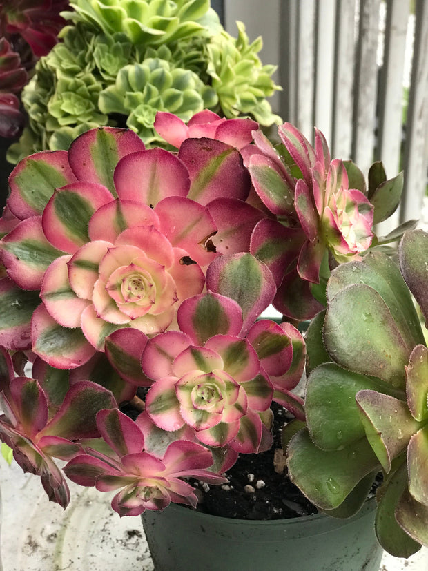 Aeonium Allure cluster. Photos taken 10-5-23. Rare Aeonium