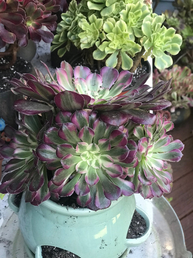 Aeonium Large White Zwartkop cluster tree. Photos taken 10-5-23. Rare Aeonium