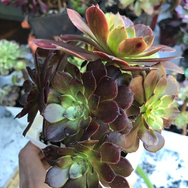 Variegated rare succulent. Aeonium Red King Kong cluster tree. Photos taken 10-21-23. Rare Aeonium