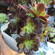 Variegated rare succulent. Aeonium Red King Kong cluster tree. Photos taken 10-21-23. Rare Aeonium