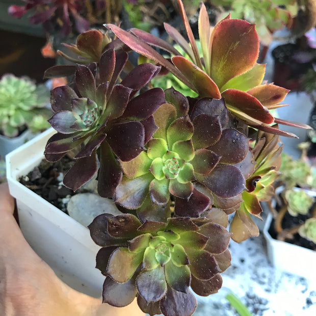 Variegated rare succulent. Aeonium Red King Kong cluster tree. Photos taken 10-21-23. Rare Aeonium