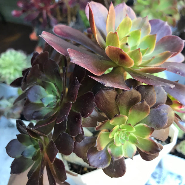 Variegated rare succulent. Aeonium Red King Kong cluster tree. Photos taken 10-21-23. Rare Aeonium