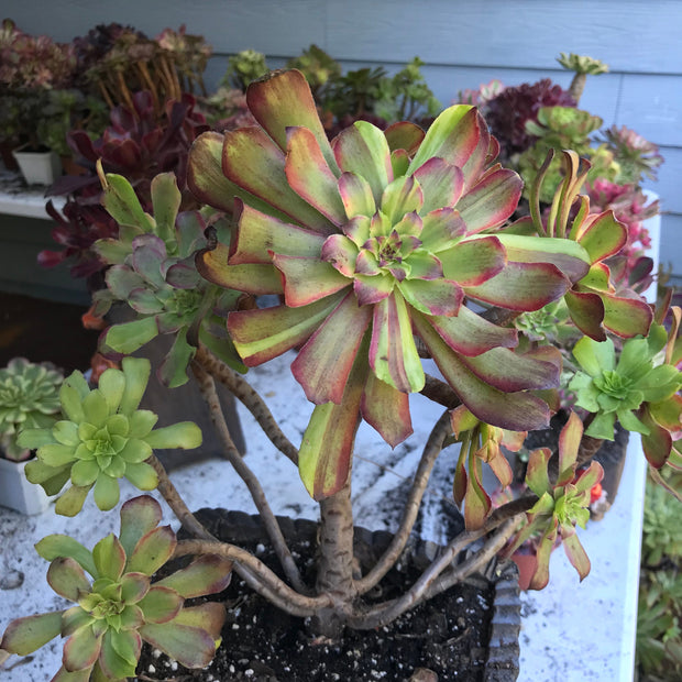 Variegated rare succulent. Aeonium Pink Daisy Poker Facr cluster tree. Photos taken 10-21-23. Rare Aeonium