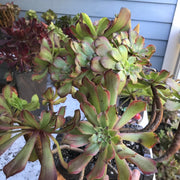 Variegated rare succulent. Aeonium Pink Daisy Poker Facr cluster tree. Photos taken 10-21-23. Rare Aeonium