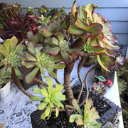 Variegated rare succulent. Aeonium Pink Daisy Poker Facr cluster tree. Photos taken 10-21-23. Rare Aeonium