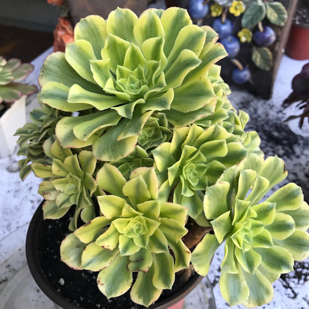 Variegated rare succulent. Aeonium Jasper cluster tree. New Variety. Photos taken 10-21-23. Rare Aeonium