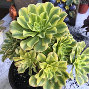 Variegated rare succulent. Aeonium Jasper cluster tree. New Variety. Photos taken 10-21-23. Rare Aeonium