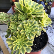 Variegated rare succulent. Aeonium Jasper cluster tree. New Variety. Photos taken 10-21-23. Rare Aeonium