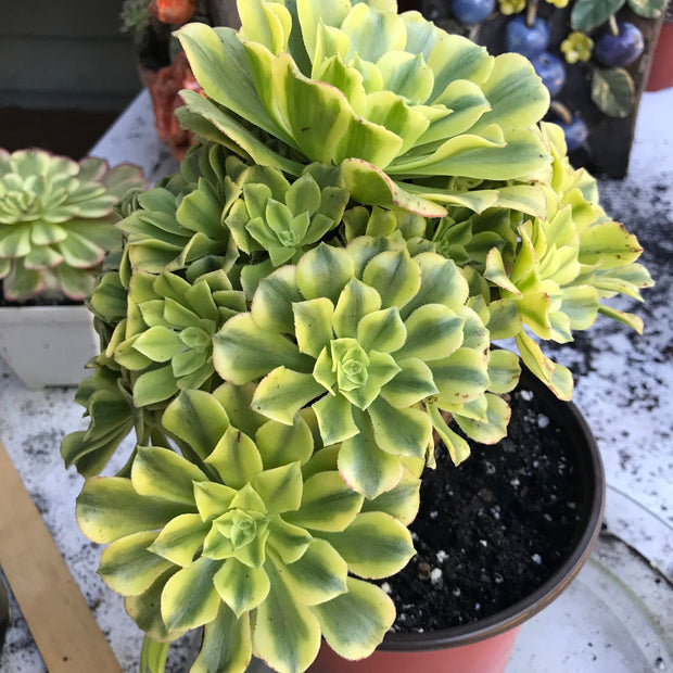 Variegated rare succulent. Aeonium Jasper cluster tree. New Variety. Photos taken 10-21-23. Rare Aeonium