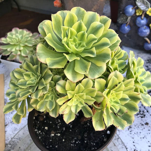 Variegated rare succulent. Aeonium Jasper cluster tree. New Variety. Photos taken 10-21-23. Rare Aeonium