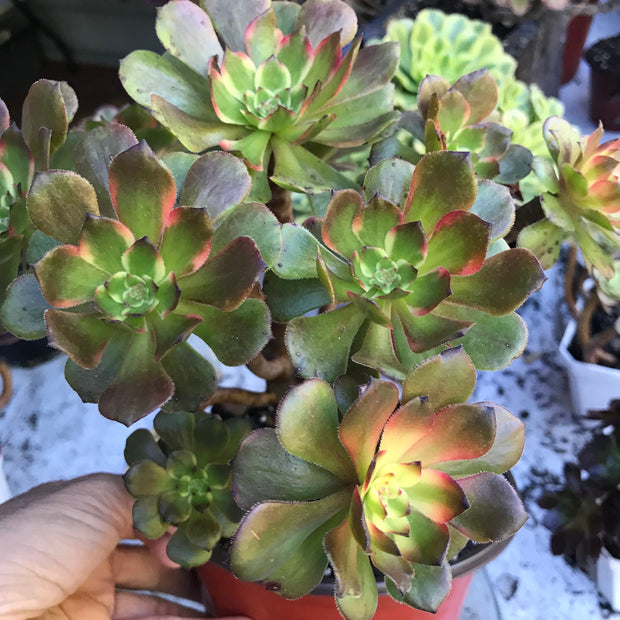 Variegated rare succulent. Aeonium Fireworks cluster tree. Photos taken 10-21-23. Rare Aeonium