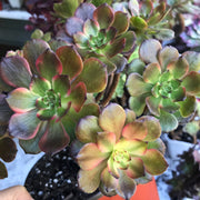 Variegated rare succulent. Aeonium Fireworks cluster tree. Photos taken 10-21-23. Rare Aeonium
