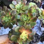 Variegated rare succulent. Aeonium Fireworks cluster tree. Photos taken 10-21-23. Rare Aeonium