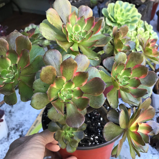 Variegated rare succulent. Aeonium Fireworks cluster tree. Photos taken 10-21-23. Rare Aeonium