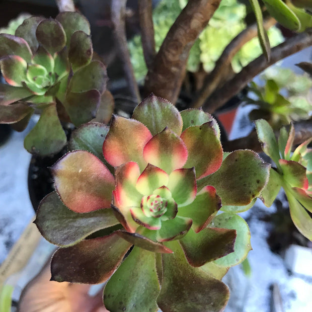 Variegated rare succulent. Aeonium Fireworks cluster tree. Photos taken 10-21-23. Rare Aeonium