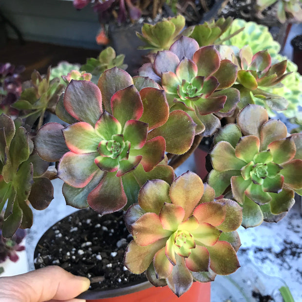 Variegated rare succulent. Aeonium Fireworks cluster. Photos taken 10-21-23. Rare Aeonium