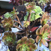 Variegated rare succulent. Aeonium Fireworks cluster. Photos taken 10-21-23. Rare Aeonium