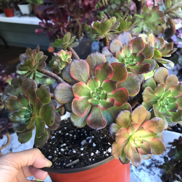 Variegated rare succulent. Aeonium Fireworks cluster. Photos taken 10-21-23. Rare Aeonium