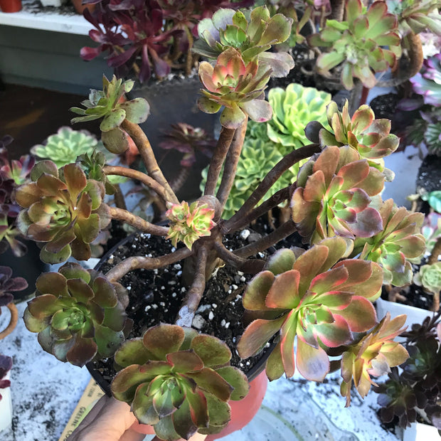 Variegated rare succulent. Aeonium Fireworks cluster. Photos taken 10-21-23. Rare Aeonium