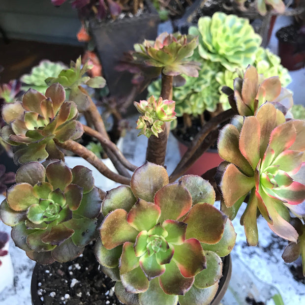 Variegated rare succulent. Aeonium Fireworks cluster. Photos taken 10-21-23. Rare Aeonium
