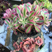 Variegated rare succulent. Aeonium Pink Witch  cluster tree. Photos taken 10-21-23. Rare Aeonium
