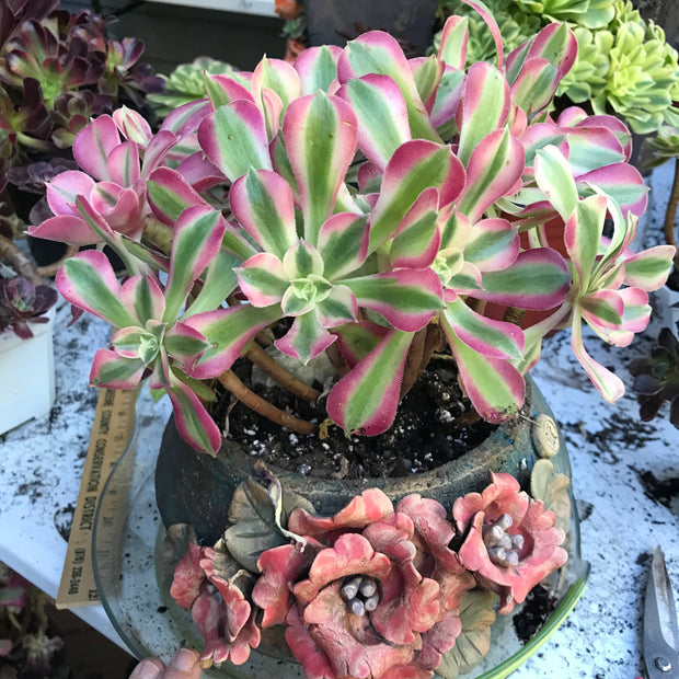 Variegated rare succulent. Aeonium Pink Witch  cluster tree. Photos taken 10-21-23. Rare Aeonium