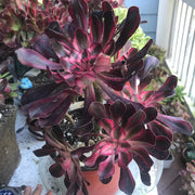 Aeonium Chanelle huge cluster tree. Photos taken 10-8-23. Rare Aeonium
