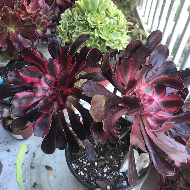 Aeonium Chanelle huge cluster tree. Photos taken 10-8-23. Rare Aeonium