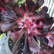 Aeonium Chanelle huge cluster tree. Photos taken 10-8-23. Rare Aeonium