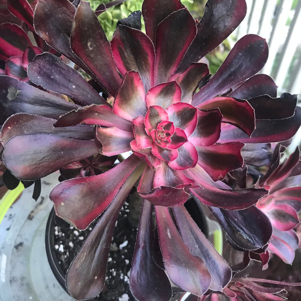 Aeonium Chanelle huge cluster tree. Photos taken 10-8-23. Rare Aeonium