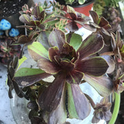 Aeonium Big Bang cluster tree. Photos taken 10-8-23. Rare Aeonium