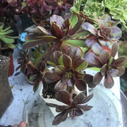 Aeonium Big Bang cluster tree. Photos taken 10-8-23. Rare Aeonium
