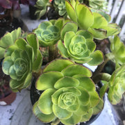 Aeonium Halloween Milky White cluster tree. Photos taken 10-8-23. Rare Aeonium