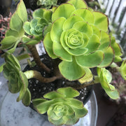 Aeonium Halloween Milky White cluster tree. Photos taken 10-8-23. Rare Aeonium