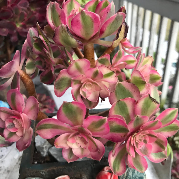Aeonium Allure cluster. Photos taken 10-9-23. Rare Aeonium