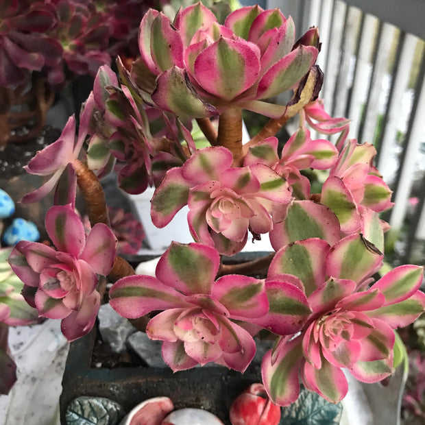 Aeonium Allure cluster. Photos taken 10-9-23. Rare Aeonium