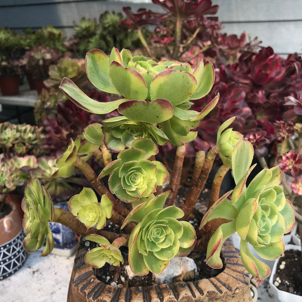 Aeonium Halloween Milky White cluster tree. Photos taken 10-10-23. Rare Aeonium