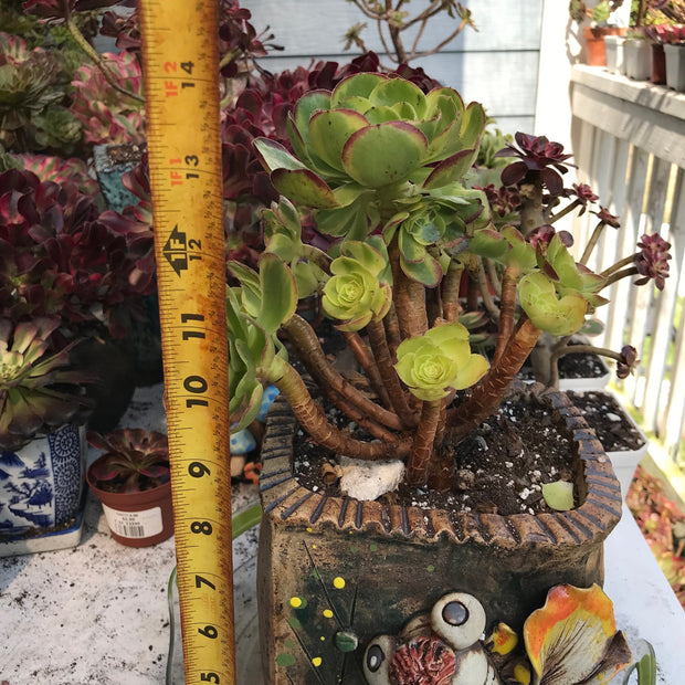 Aeonium Halloween Milky White cluster tree. Photos taken 10-10-23. Rare Aeonium