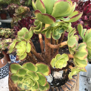 Aeonium Halloween Milky White cluster tree. Photos taken 10-10-23. Rare Aeonium