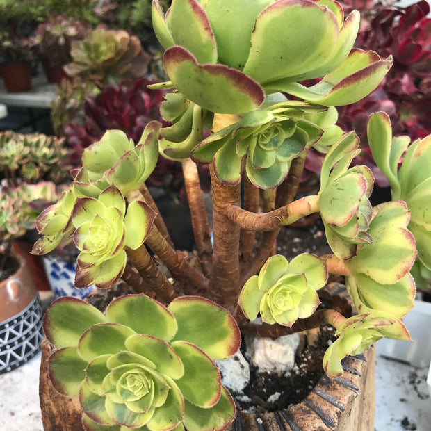 Aeonium Halloween Milky White cluster tree. Photos taken 10-10-23. Rare Aeonium