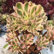 Aeonium Pink Witch  cluster tree. Photos taken 10-10-23. Rare Aeonium