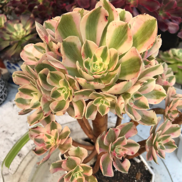 Aeonium Pink Witch  cluster tree. Photos taken 10-10-23. Rare Aeonium