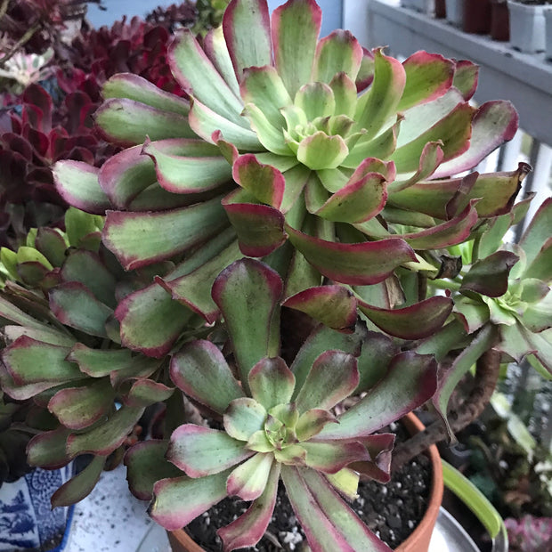 Aeonium Pink Daisy huge cluster tree. Photos taken 10-10-23. Rare Aeonium
